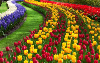 tulip-garden-kashmir