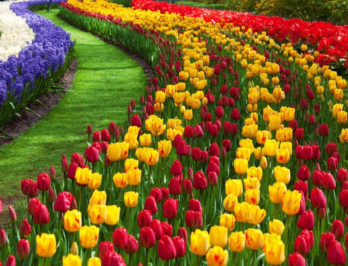 when to visit tulip garden of kashmir