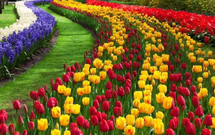 tulip-garden-kashmir