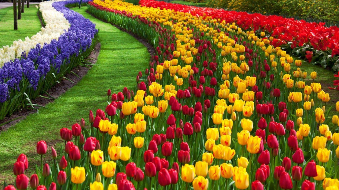 tulip-garden-kashmir
